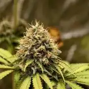 F026 Dutch Passion test strain
