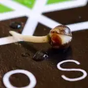 AUTOSEEDS - Permanent Marker