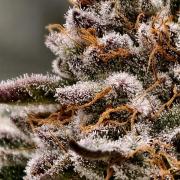 F008 Dutch Passion test strain