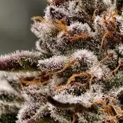 F008 Dutch Passion test strain