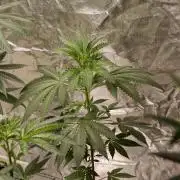 Banana Cream OG