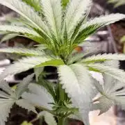 F1 Precision - SSSC Test Strain