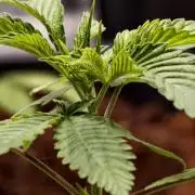 F1 Precision - SSSC Test Strain