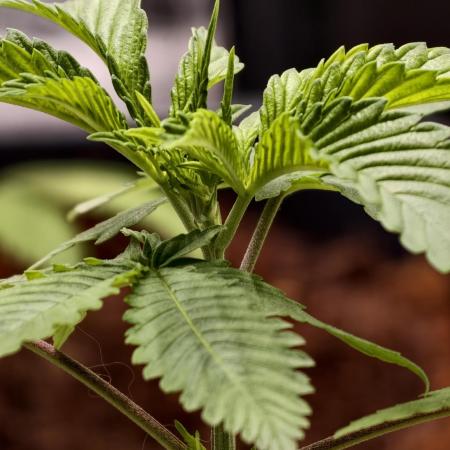 F1 Precision - SSSC Test Strain