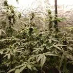 Dutch Passion - Test strain #1