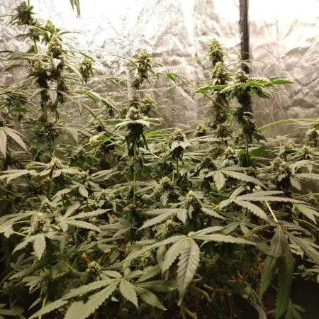 Dutch Passion - Test strain #1
