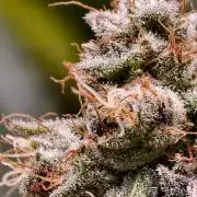 F1 Precision - SSSC Test Strain