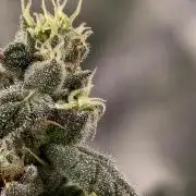 F002 Dutch Passion test strain