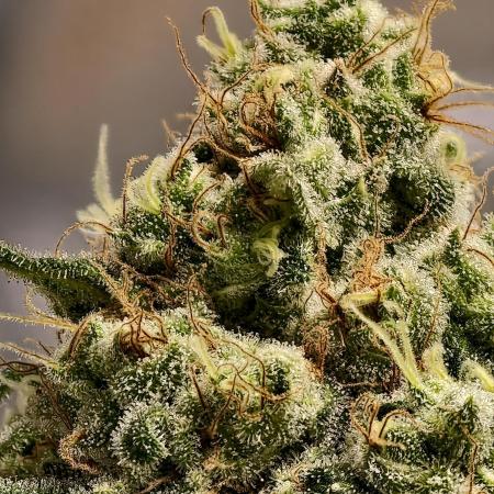 F027 Dutch Passion test strain