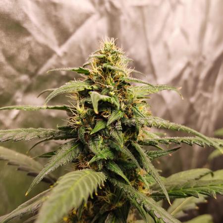 Delicious Cookies Auto