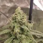 Delicious Cookies Auto