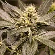 OG - SSSC Test Strain