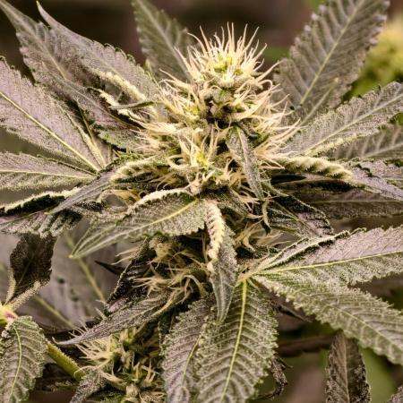 OG - SSSC Test Strain