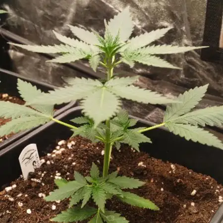 Delicious Cookies Auto