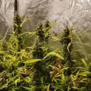 Pineapple Pulse