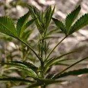 F1 Precision - SSSC Test Strain