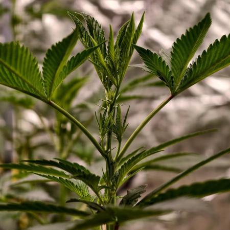 F1 Precision - SSSC Test Strain