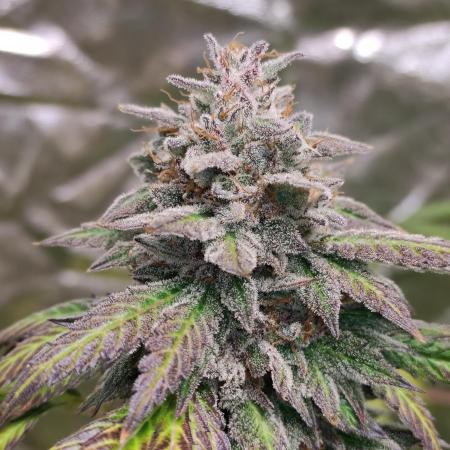 Red tropicana cookies