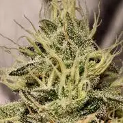 F028 Dutch Passion test strain
