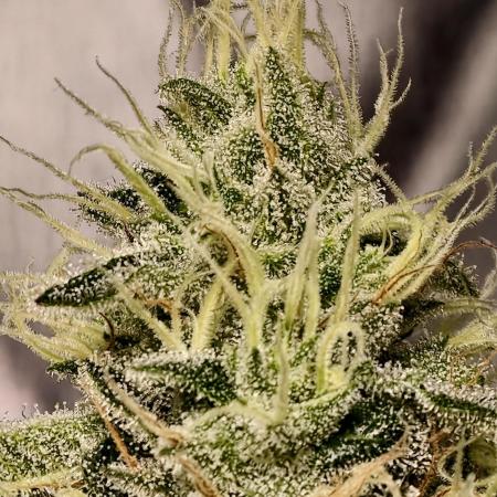 F028 Dutch Passion test strain
