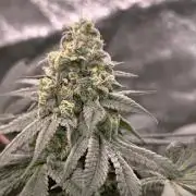 F001 Dutch Passion test strain
