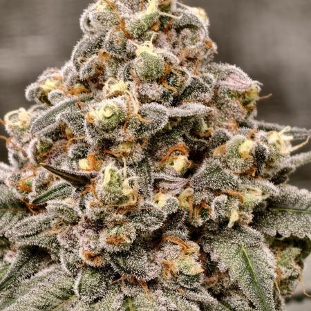 F001 Dutch Passion test strain