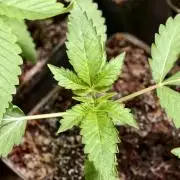 F1 Precision - SSSC Test Strain