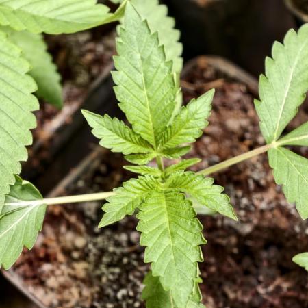 F1 Precision - SSSC Test Strain