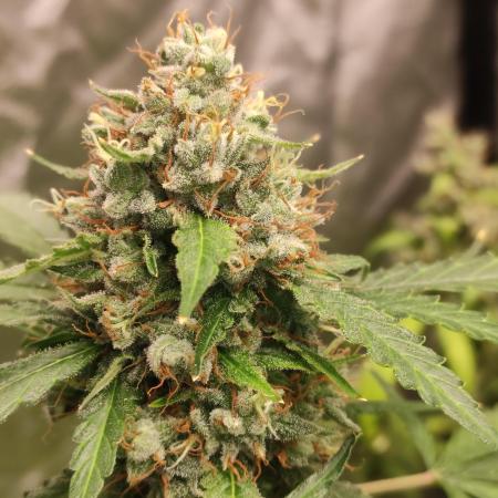 Auto Twilight Zlush