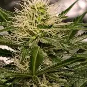 Banana Cream OG