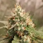 Auto Twilight Zlush