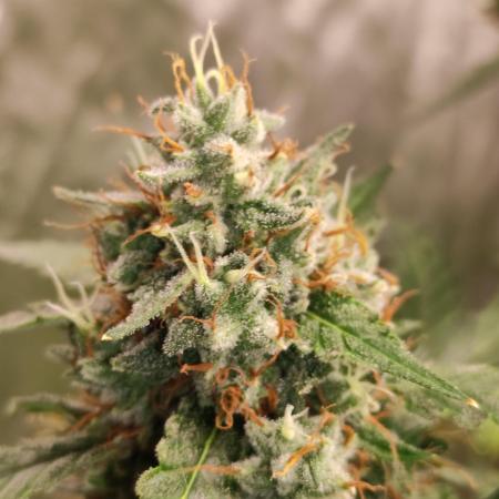 Auto Twilight Zlush