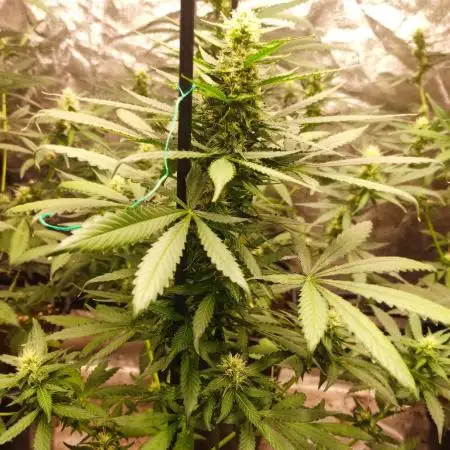 Delicious Cookies Auto