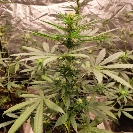 Delicious Cookies Auto