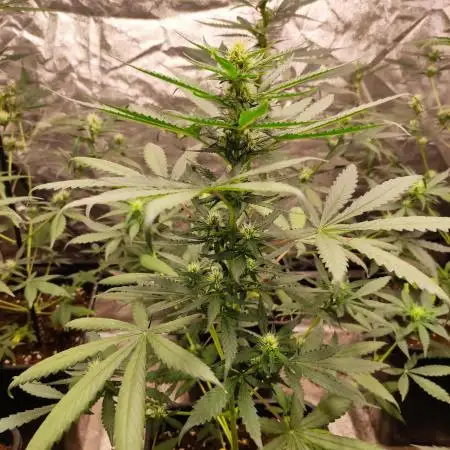 Delicious Cookies Auto