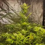 Fumepop Auto