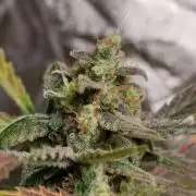 Fumepop Auto