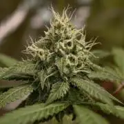 F025 Dutch Passion test strain