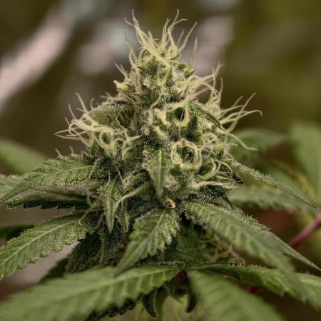 F025 Dutch Passion test strain