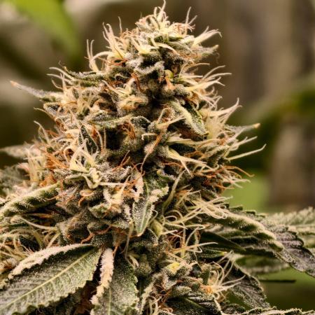 OG - SSSC Test Strain