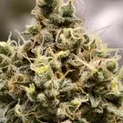 F025 Dutch Passion test strain