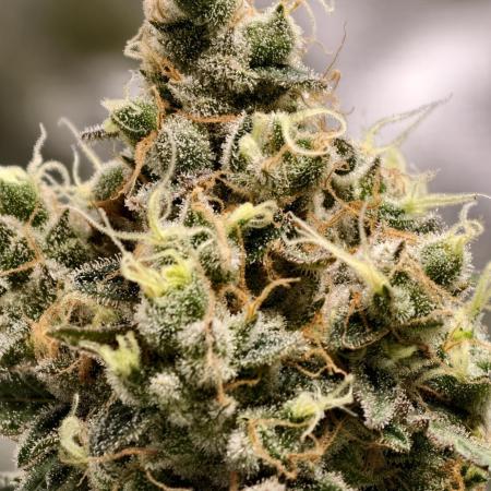 F025 Dutch Passion test strain