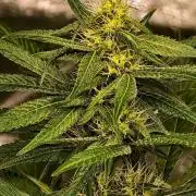 Triploid - SSSC Test Strain