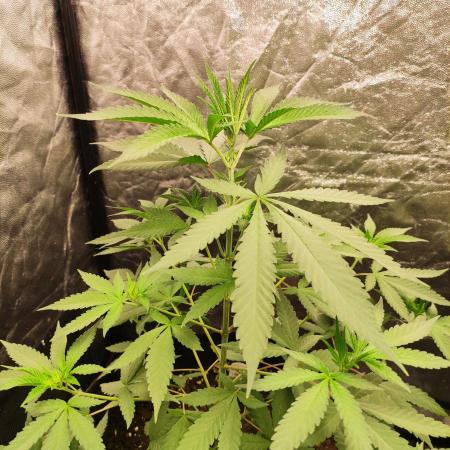 Orange bud 2.0