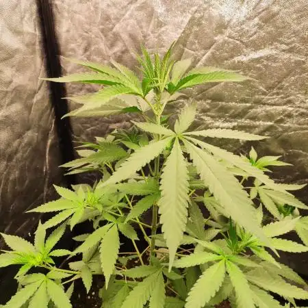 Orange bud 2.0