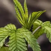 OG - SSSC Test Strain