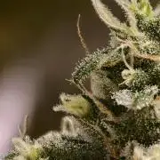 F025 Dutch Passion test strain