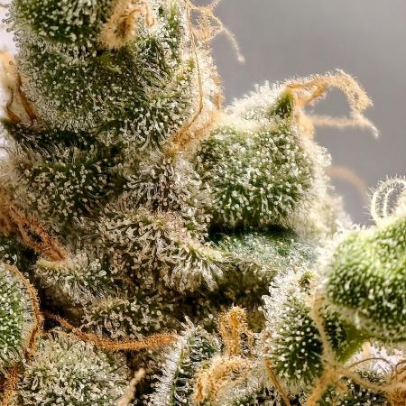F025 Dutch Passion test strain