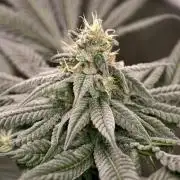 F002 Dutch Passion test strain