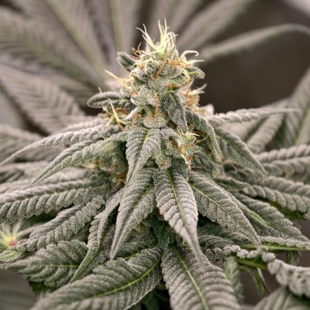 F002 Dutch Passion test strain